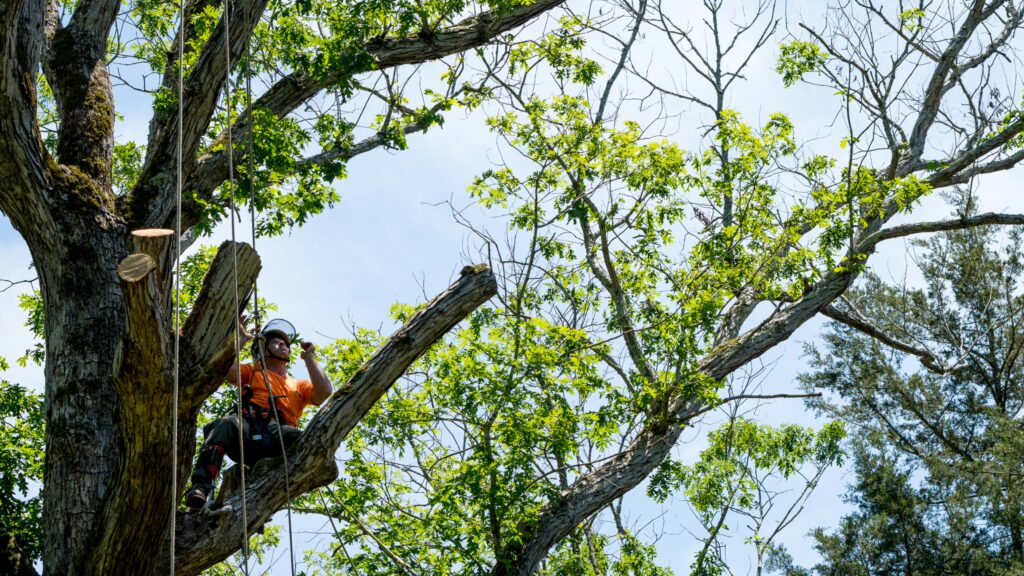 Can You Put Tree Limbs in a Rolloff Dumpster? 